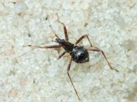 Himacerus