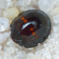 Chilocorus bipustulatus