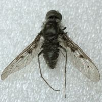 Anthrax varius