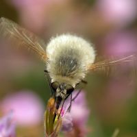 Bombylius minor
