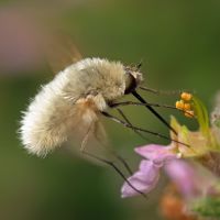 Bombylius minor
