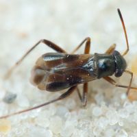 Pilophorus confusus