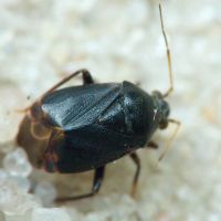 Polymerus (Polymerus) holosericeus