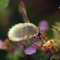 Bombylius minor