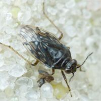 Saldidae