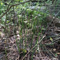 Equisetum hyemale