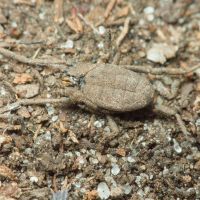Opiliones