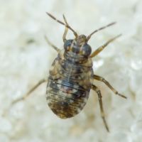 Saldidae