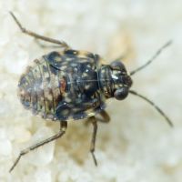 Saldidae