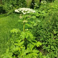 Heracleum sosnowskyi