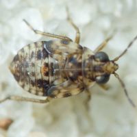 Saldidae