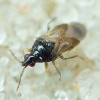 Orius niger