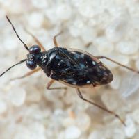 Saldidae