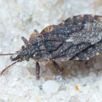 Aradus betulae