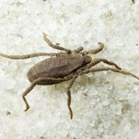 Opiliones