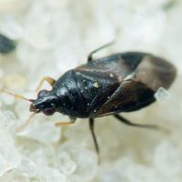 Orius niger
