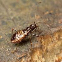 Himacerus apterus