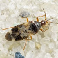 Anthocoris nemoralis