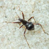 Himacerus