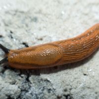 Gastropoda